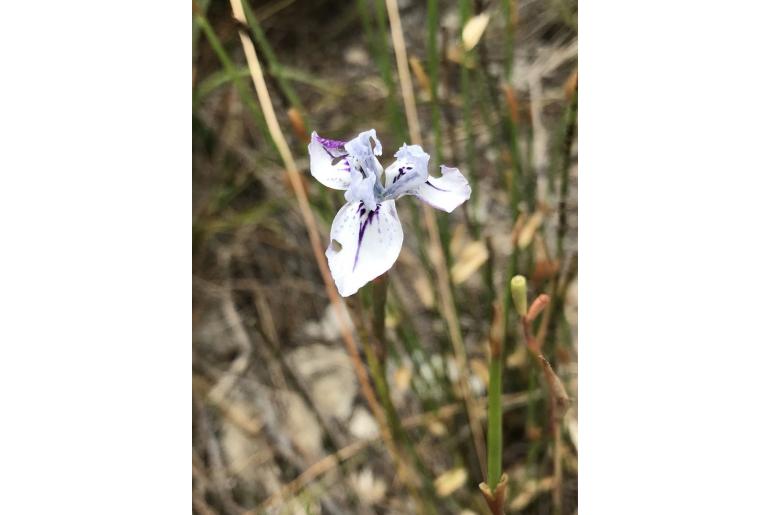 Moraea longiaristata 9136