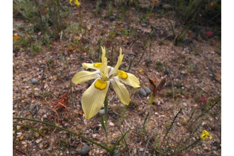 Moraea margaretae 9137