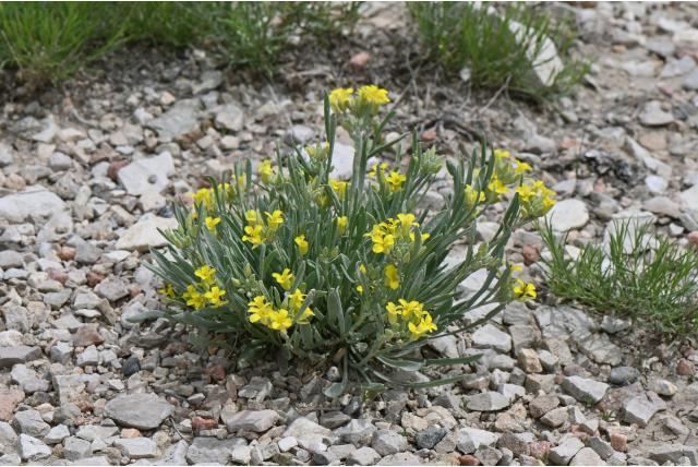Rocky Mountain blaaspod