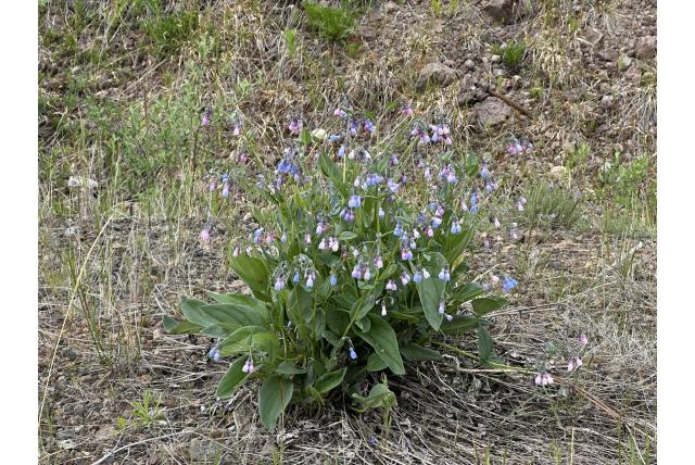Hoge blauwe klokjes