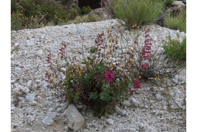 Cleveland's samengevoegde penstemon