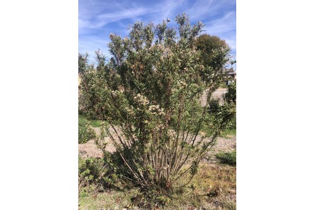 Salixblad baccharis