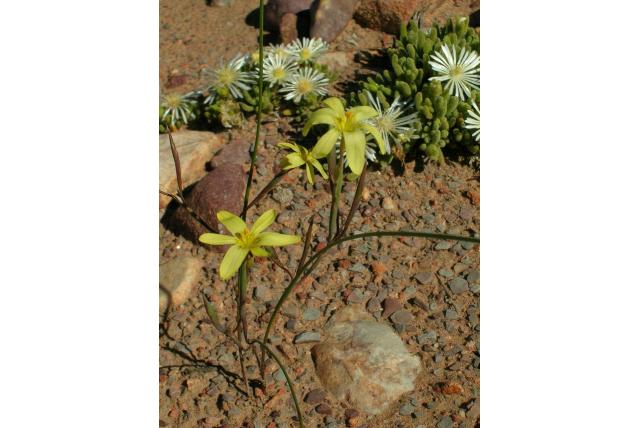 Bruine berg moraea