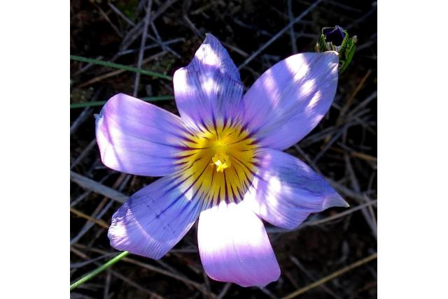 Vlok's romulea