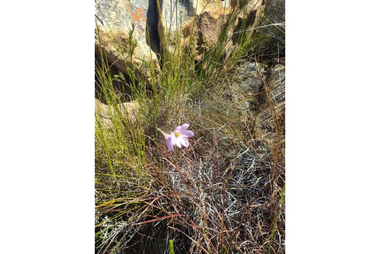 Ixia pauciflora 9150