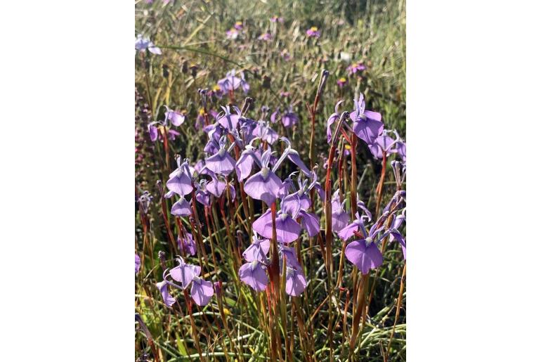Moraea grandis 9151