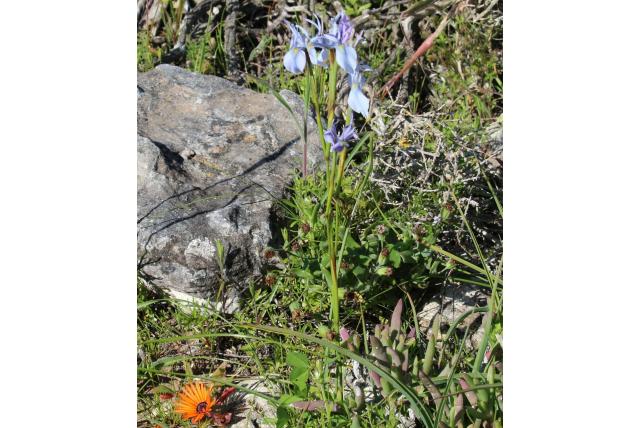 Hainebach's moraea