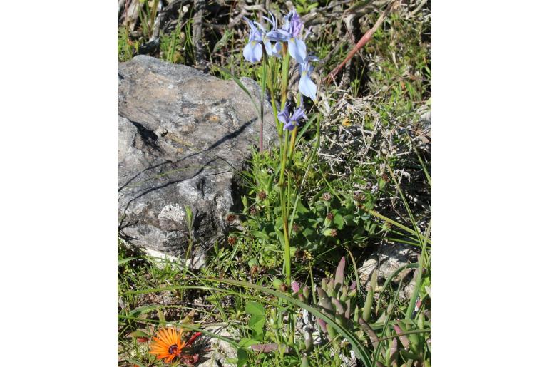 Moraea hainebachiana 9154