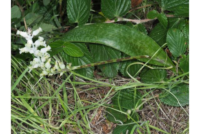 Lion River Mountain lachenalia Lion River Mountain lachenalia