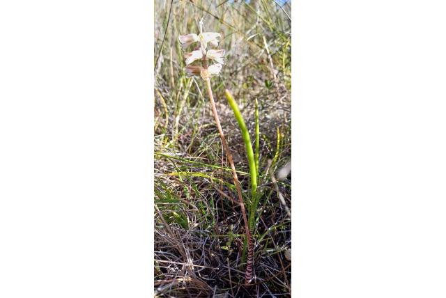 De Hoop lachenalia