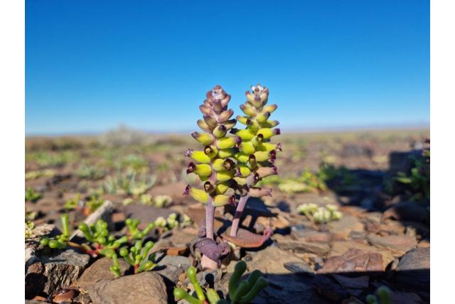 Amelia-Mauve's lachenalia