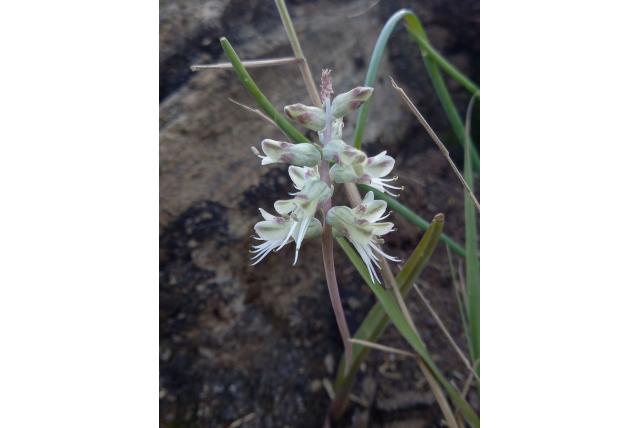 Karoo lachenalia Karoo lachenalia
