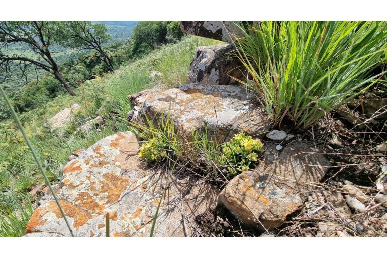 Delosperma leendertziae&nbsp;9178