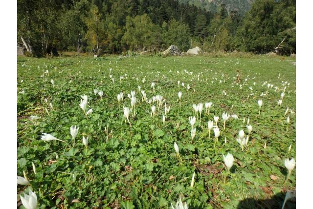 Vallei krokus