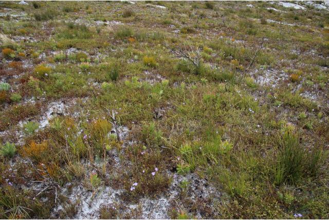 Sessiele prismatocarpus