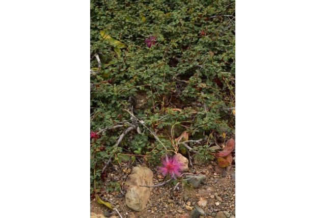 Chileense calliandra