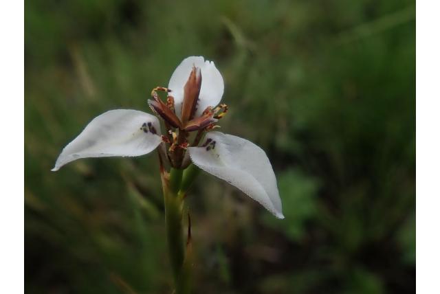 Marion Blenkion's moraea Marion Blenkion's moraea