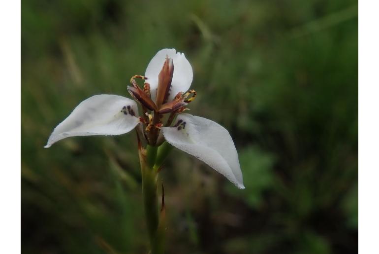 Moraea marionae 9216