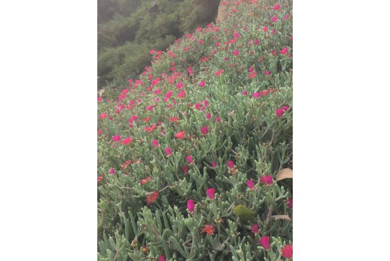 Carpobrotus aequilaterus -9217