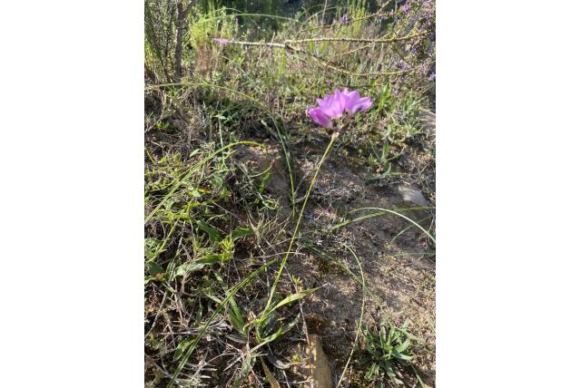 Rood-witte avondbloem Rood-witte avondbloem