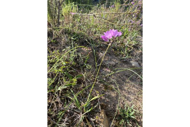 Ixia roseoalba 9218