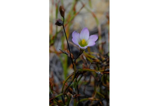 Saunders' avondbloem Saunders' avondbloem