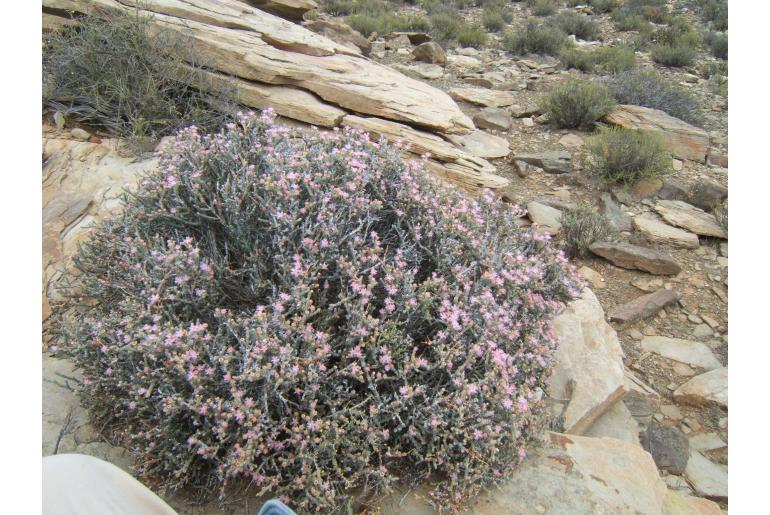 Ruschia karrooica&nbsp;9224
