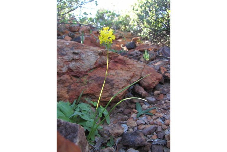 Bulbinella gracilis -9226