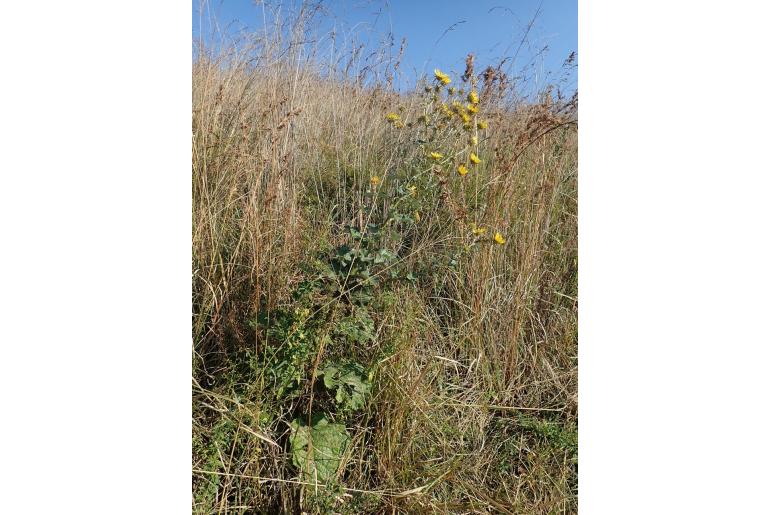 Berkheya maritima -9241