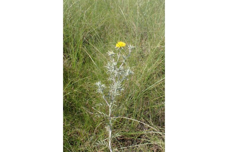 Berkheya mckenii&nbsp;9242