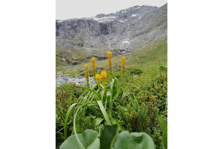 Bulbinella gibbsii -9247