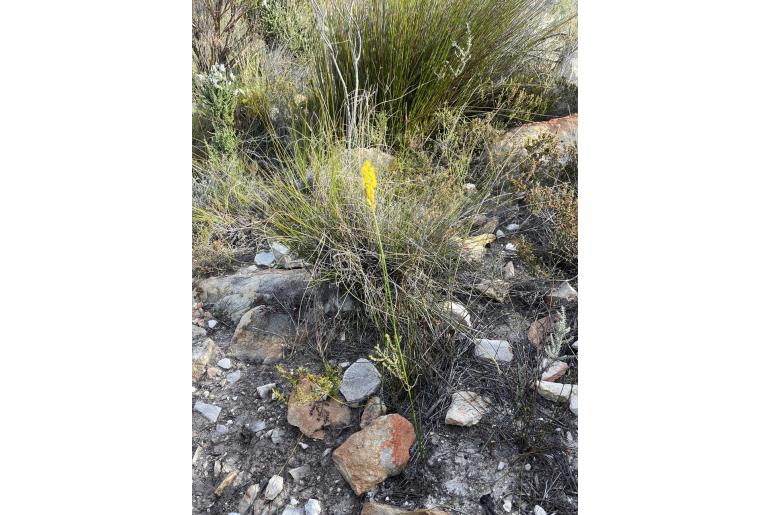 Bulbinella chartacea -9249