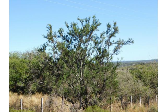 Stekelige colletia