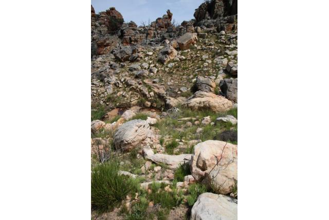Roestige bobartia
