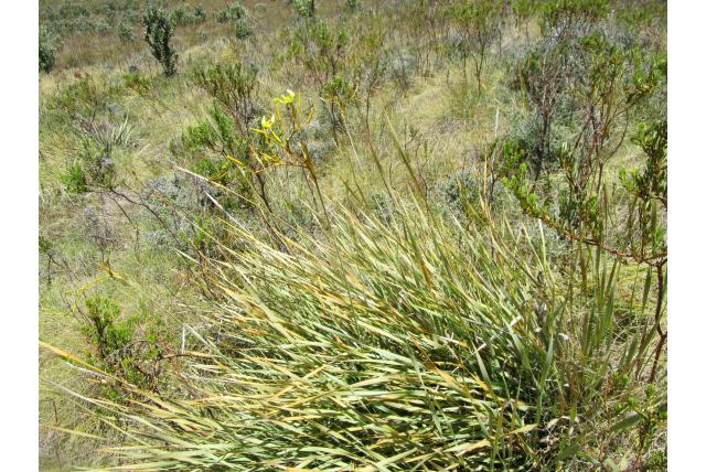 Bloemtros bobartia