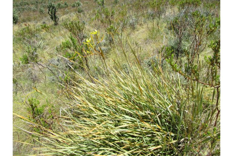 Bobartia paniculata -9260