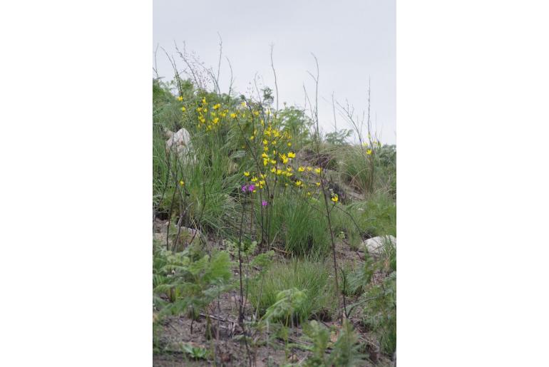 Bobartia macrocarpa -9261