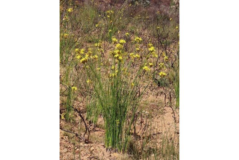 Bobartia fasciculata -9268