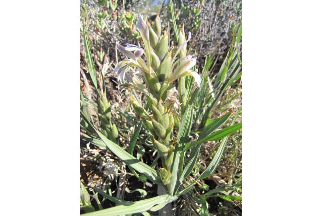 Plat-blad Baviaanbloem