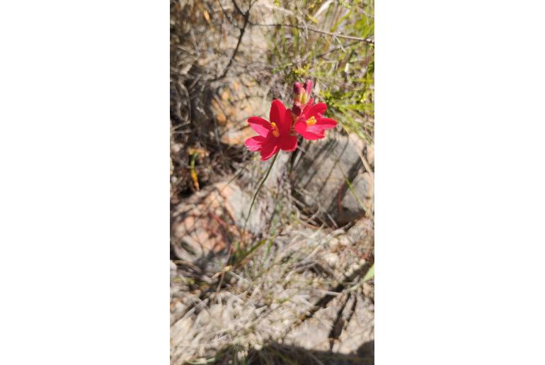 Ixia campanulata 9297