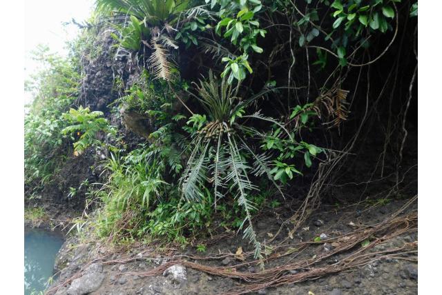 Tandeloze sago palm