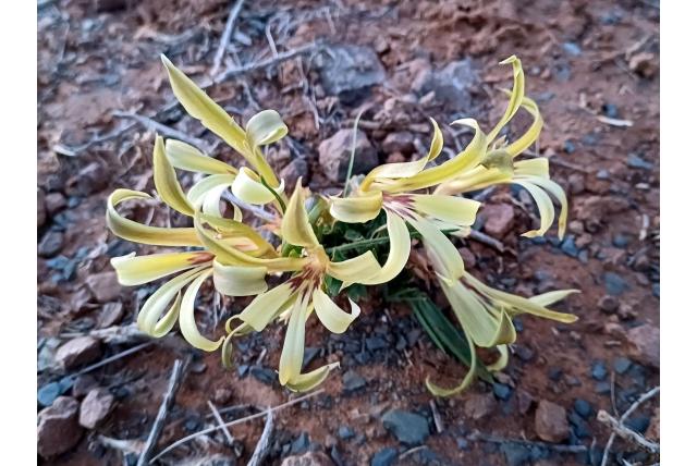 Ondergrondse Baviaanbloem