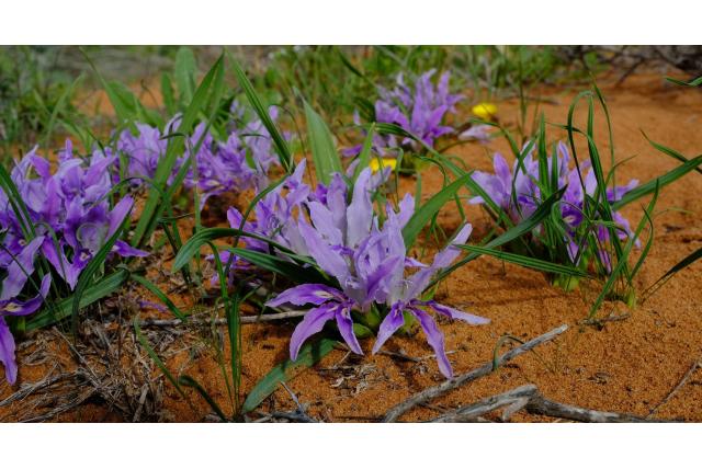 Grootbloem Baviaanbloem