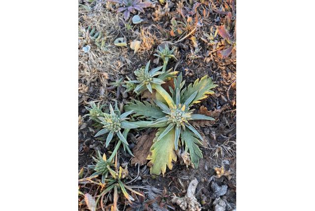 Depressieve kruisdistel