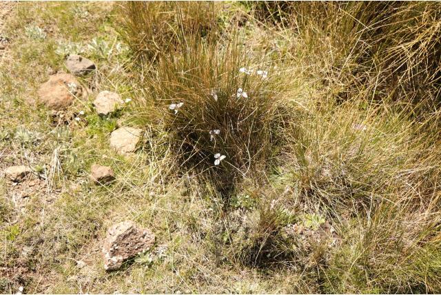 Bescheiden moraea Bescheiden moraea