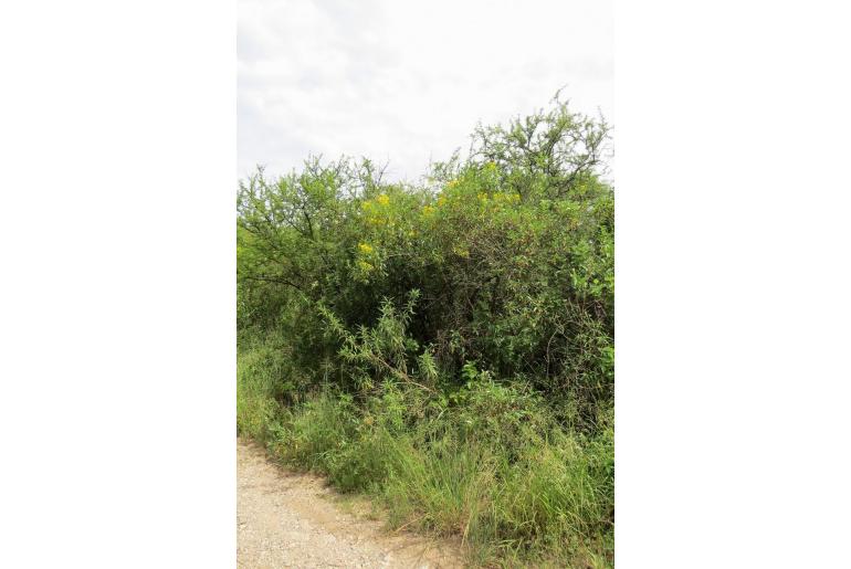 Austroflourensia thurifera Austroflourensia thurifera -9328