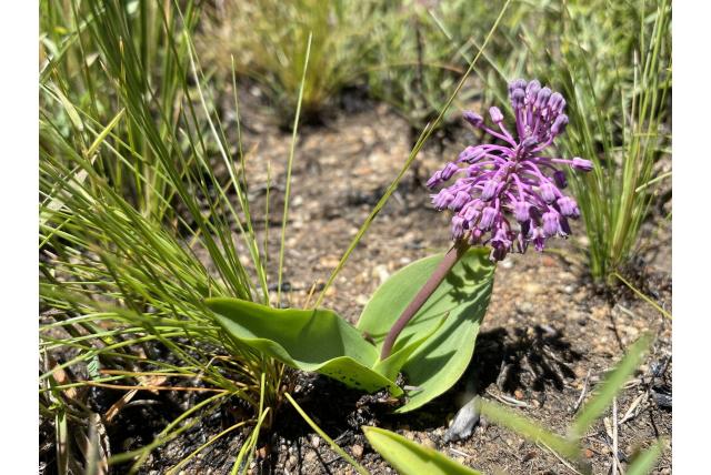 Sanderson's ledebouria Sanderson's ledebouria