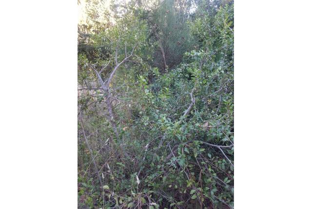 Patagonische peperboom