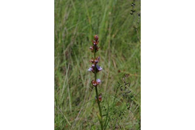Grote Aristea