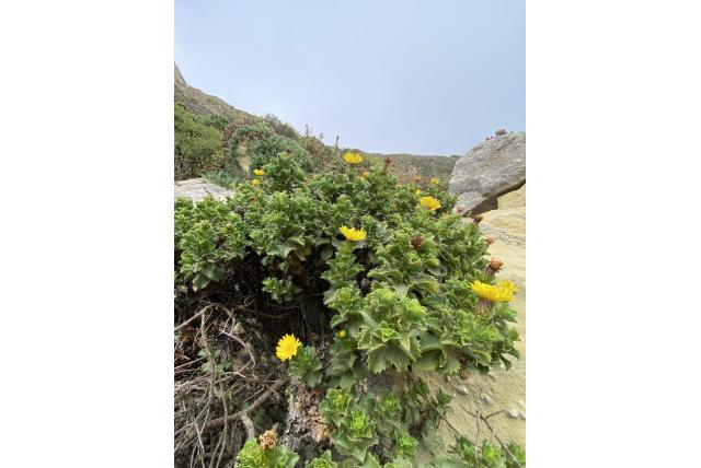 Bladerrijke haplopappus